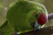 Tasman Parakeet (Cyanoramphus cookii)